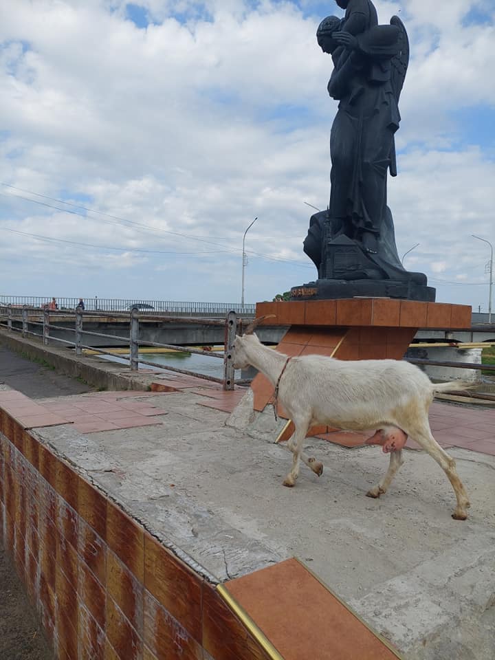 "Трошки загубилася": центром Мукачева блукала коза (ФОТО)