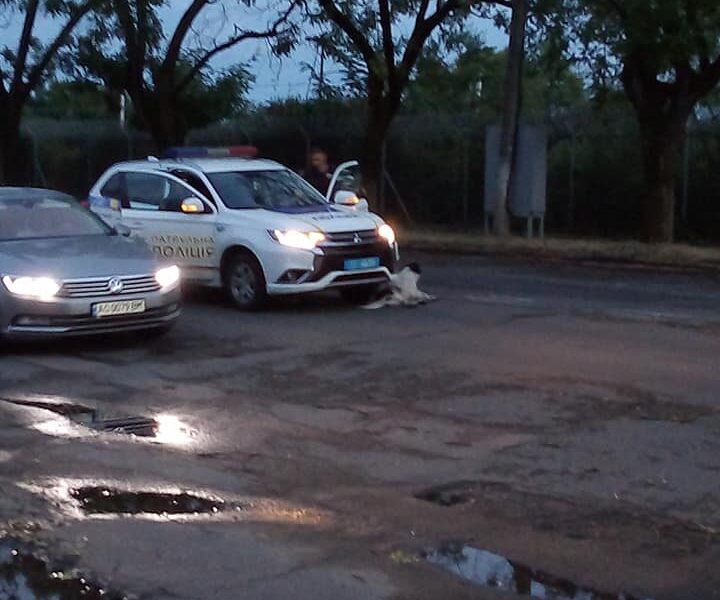 В Ужгороді патрульні на швидкості збили двох собак: одна тварина померла (ФОТО)