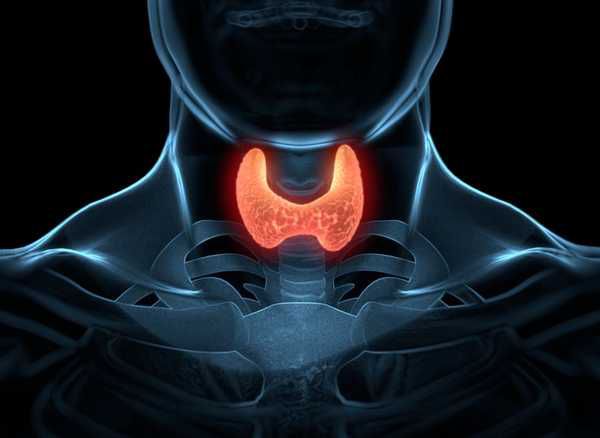 Щитовидна залоза та проблеми зайвої ваги