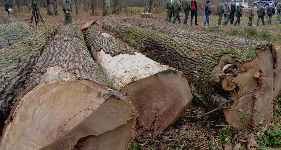 Мукачівські лісівники спільно з поліцією проводять рейди