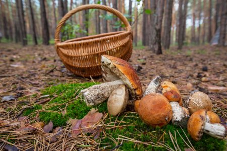 На Перечинщині шукали зниклого грибника