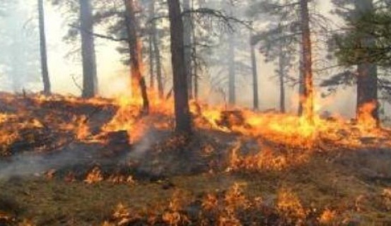 На Тячівщині горів заповідний масив Карпатського біосферного заповідника