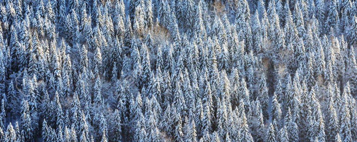 На Закарпатті триває операція «Збережи ялинку»