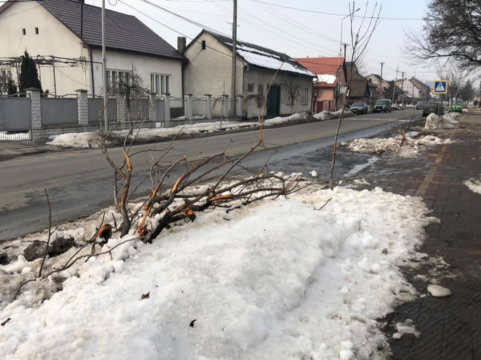 У Хусті водій-неадекват зніс кілька деревцят сакури (ФОТО, ВІДЕО)