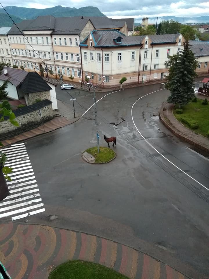 Незвична пропажа: жителі Хуста шукають господарів заблукалого коня (ФОТО)