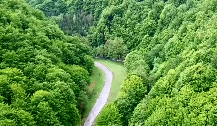 В мережі оприлюднили вражаюче відео закарпатських лісів з висоти пташиного польоту (ВІДЕО)