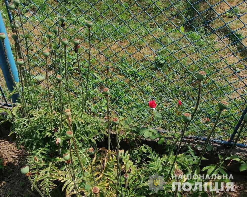 На Закарпатті масово вирощують наркотичні рослини