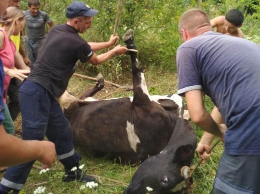 На Закарпатті рятували телицю, не обійшлося без виклику швидкої (ФОТО)