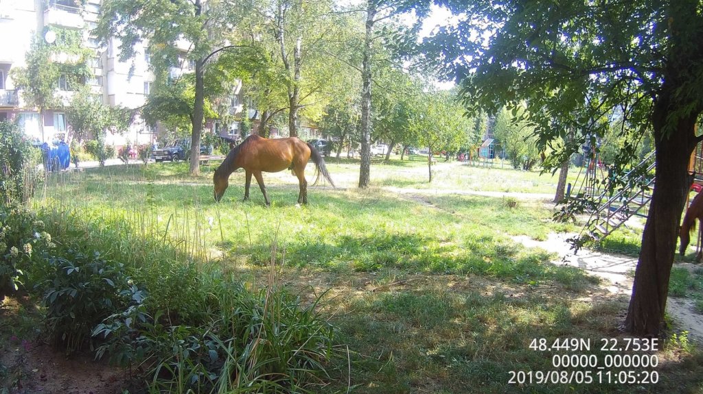 Паслись не там, де треба: в Мукачеві коней доставлено на територію штрафмайданчика