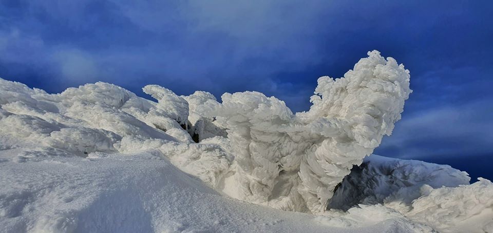 На Говерлі голяка: мережу підірвали оригінальні фото