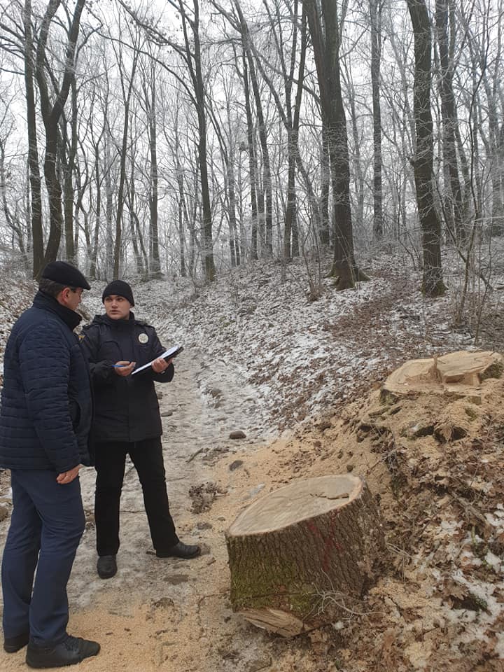 На Замковій горі в Хусті зрубали більше десятка дубів (ФОТО)