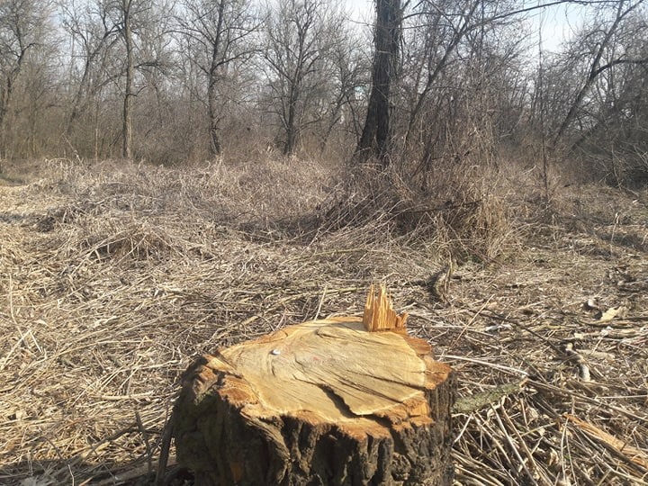 У Боздоському парку в Ужгороді невідомі вирубали дерева (ФОТО)