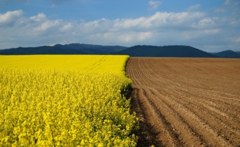 Закарпатця підозрюють у незаконному привласненні земельної ділянки