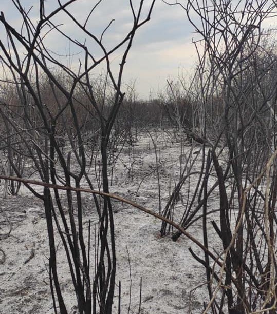 Наслідки нищівної пожежі на Мукачівщині: згоріло чимало тварин (ФОТО, ВІДЕО)