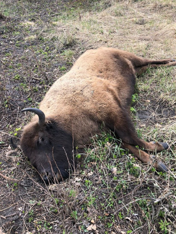 Убили і залишили в лісі: на Великдень знайдено самку червонокнижного зубра (ФОТО)