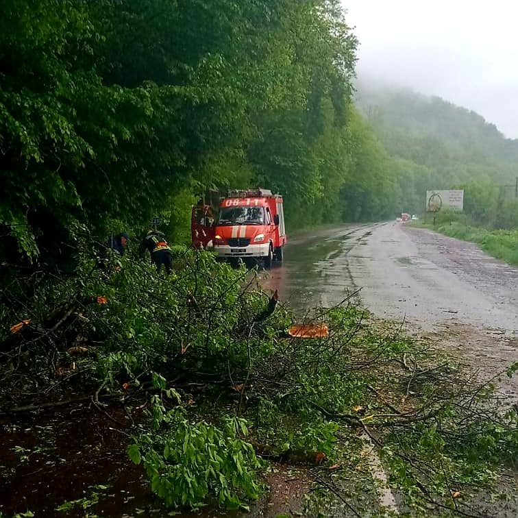 Через негоду на Закарпатті на автошлях впало дерево (ФОТО)