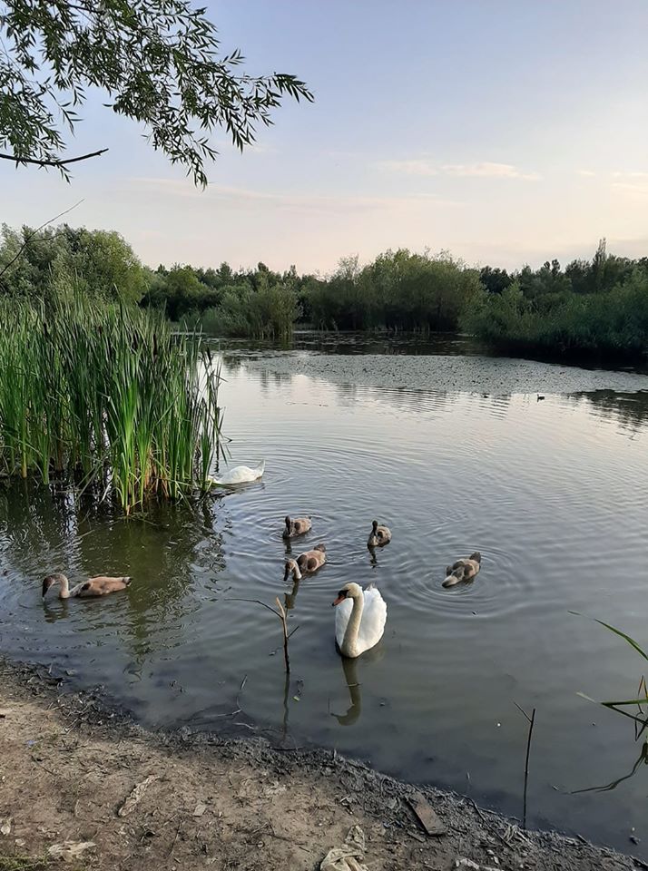 В Ужгороді діти знущаються з лебедів-шипунів (ФОТО)