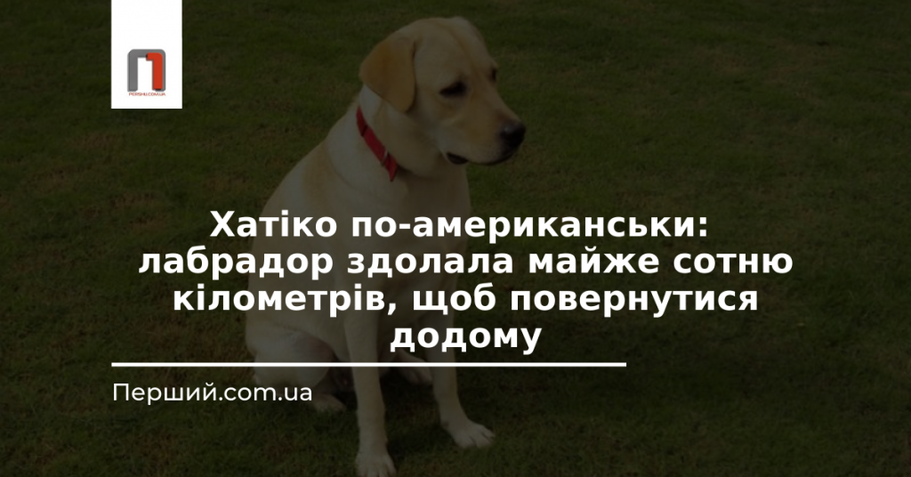 Хатіко по-американськи: лабрадор здолала майже сотню кілометрів, щоб повернутися додому