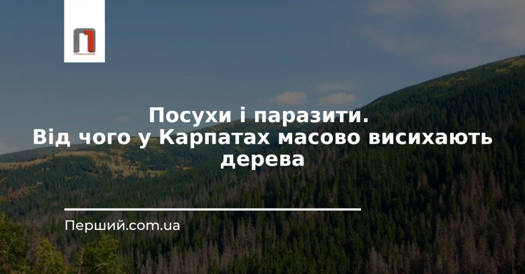 Посуха та паразити: чому у Карпатах масово висихають дерева