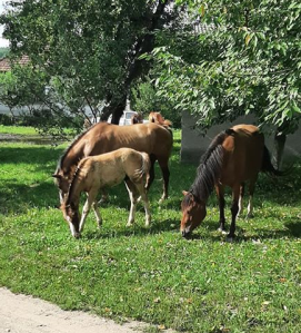 На Закарпатті лікарню "захопили" коні, довелось викликати поліцію (ФОТО, ВІДЕО)