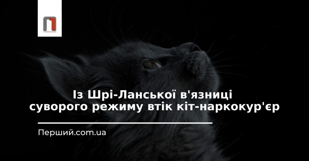 Із Шрі-Ланської в'язниці суворого режиму втік кіт-наркокур'єр