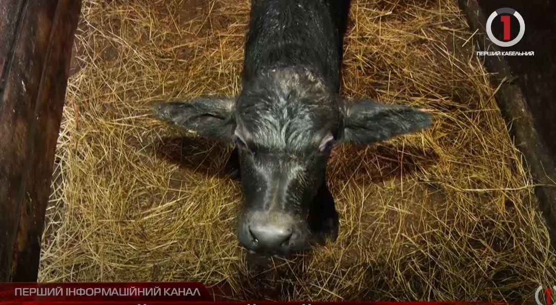 Буйволячий бейбі-бум: на Виноградівщині народилися нові мешканці ферми (ВІДЕО)