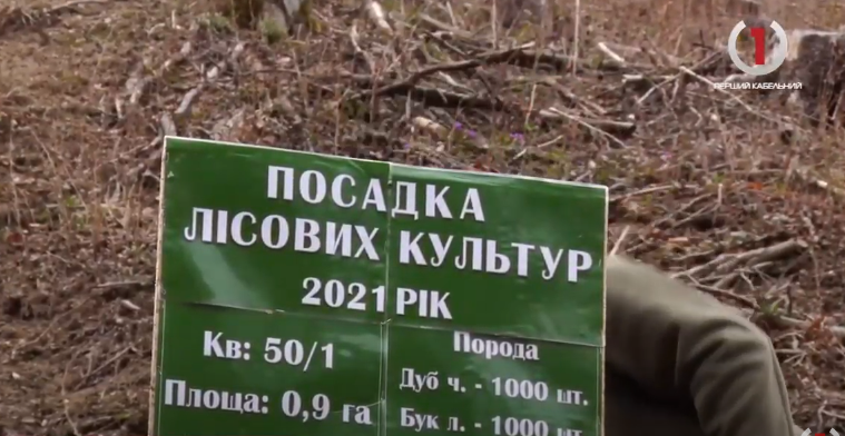 Відновлення лісу: на Тячівщині лісівники висадили гектар молодняку (ВІДЕО)