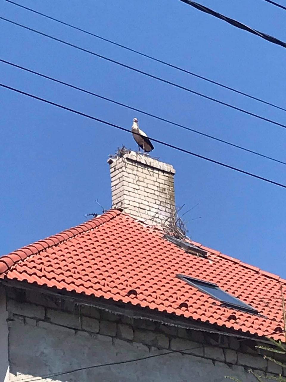 На Ужгородщині місцевий житель зруйнував гніздо лелек (ФОТО)