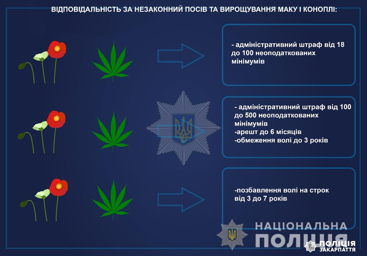 "Мак-2021": на Закарпатті правоохоронці розпочали спецоперацію